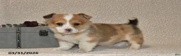 Welsh Corgi Pembroke dogs for sale: Cheri - Ad 2