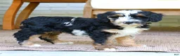 Bernedoodle dogs for sale: Earl  - Ad 4