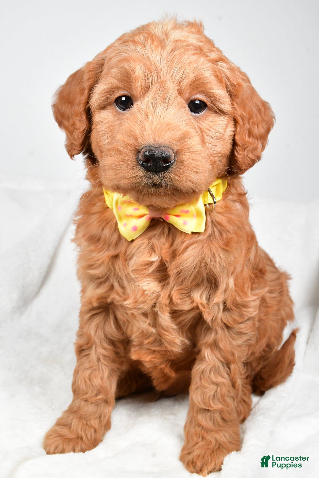 Mini Goldendoodle dogs for sale: Bruce - Ad 9