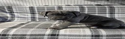Cane Corso dogs for sale: Baron - Ad 4