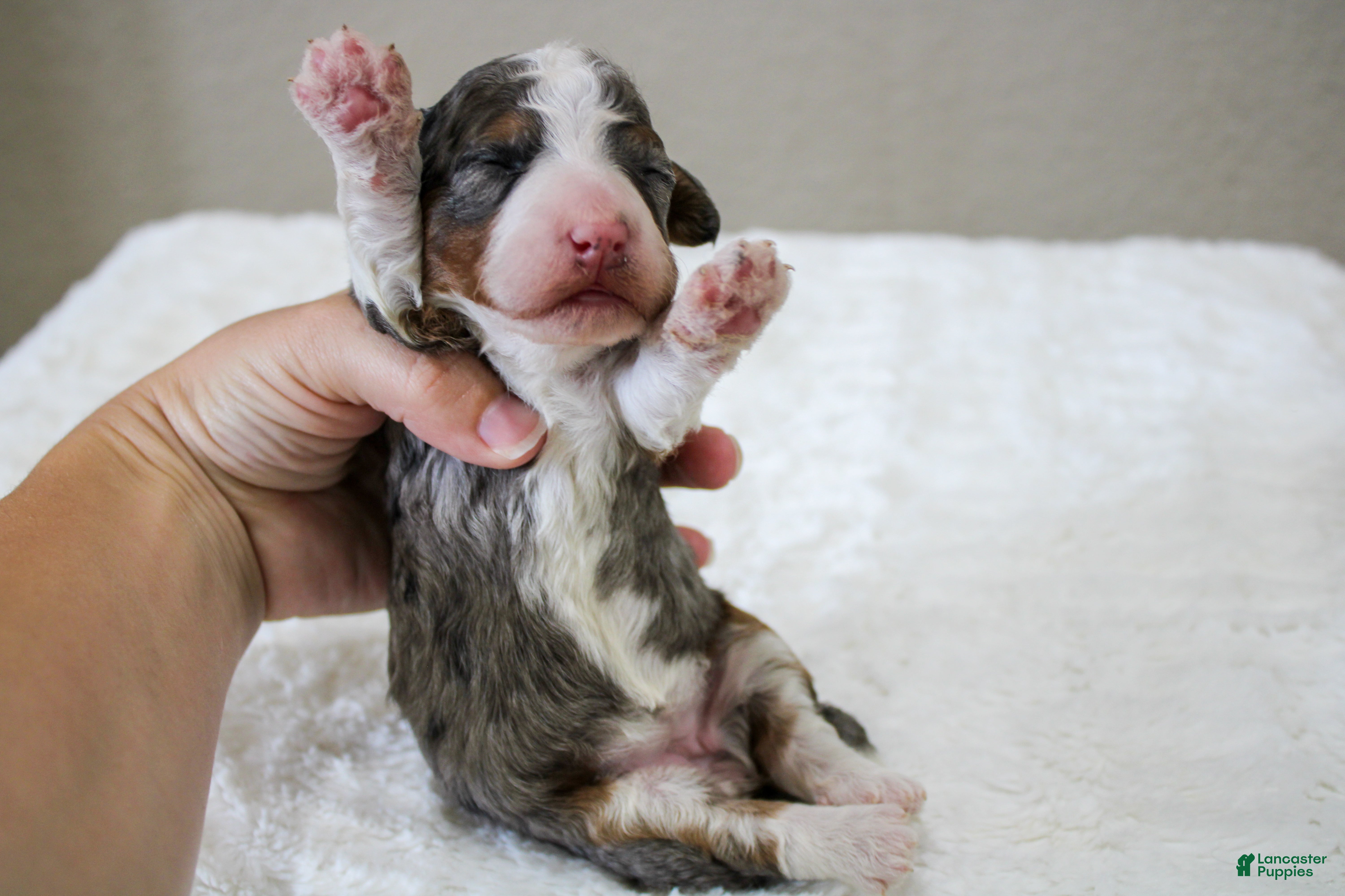 Mini Bernedoodle dogs Sunny  - Ad 2