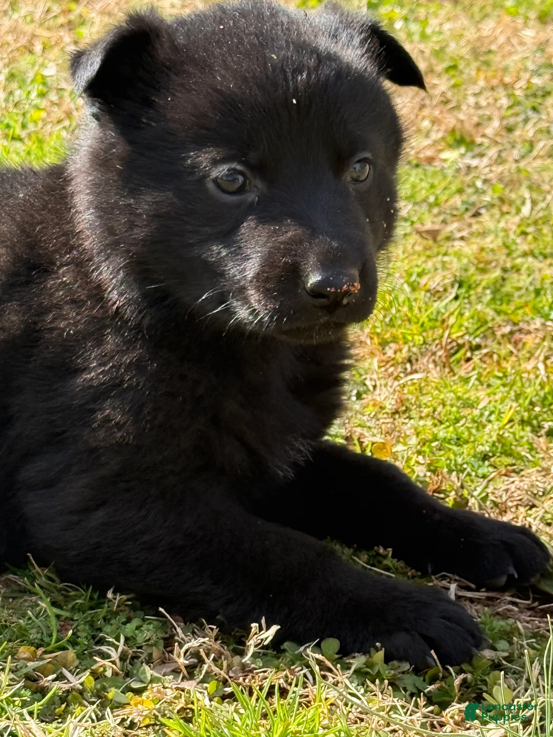 German Shepherd dogs for sale: German Shepherd Puppy 2 - Ad 2