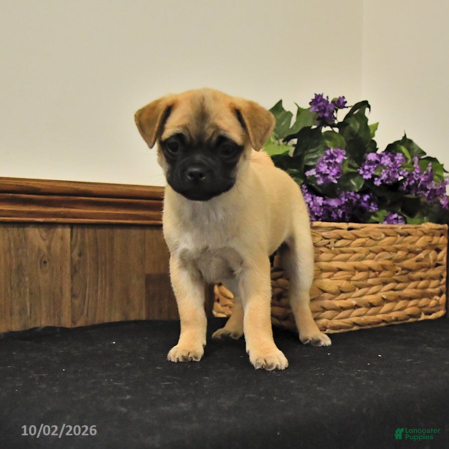 Mixed Breed dogs Daisy - Ad 2
