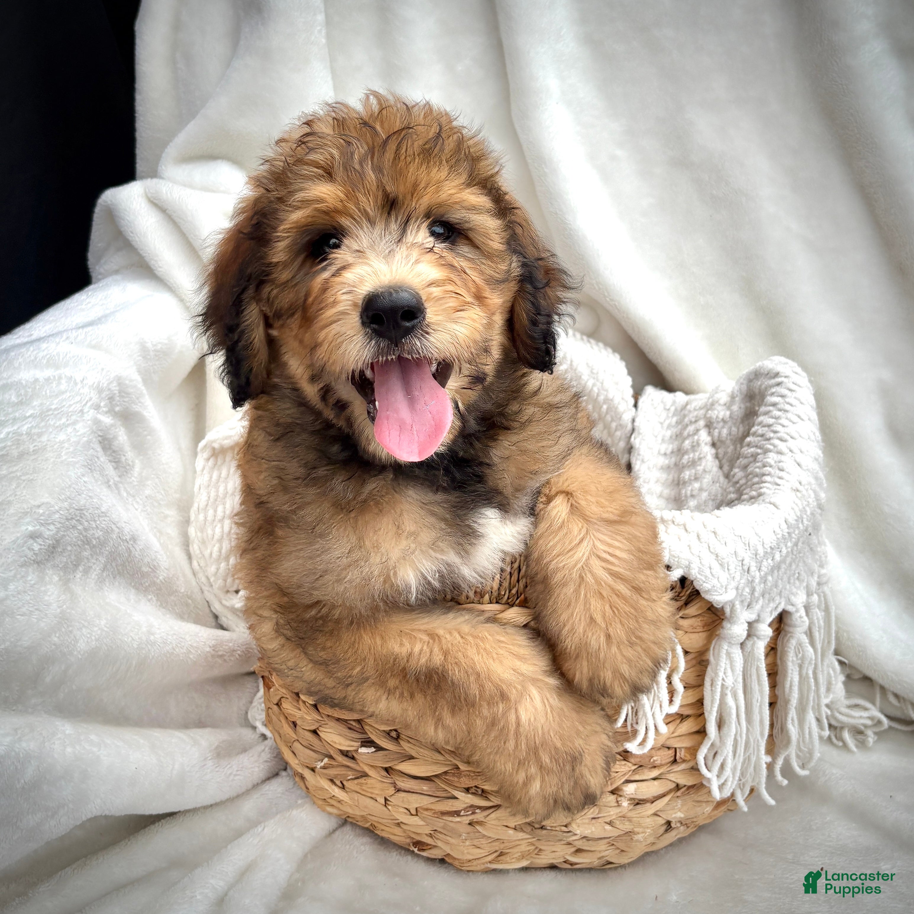 Bernedoodle dogs Theo - Ad 2
