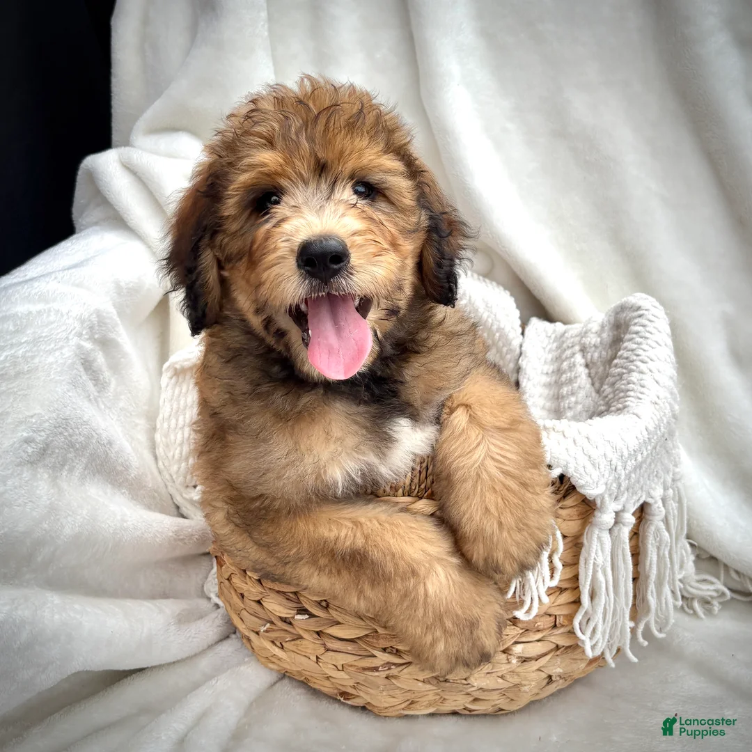 Bernedoodle dogs for sale: Theo - Ad 2
