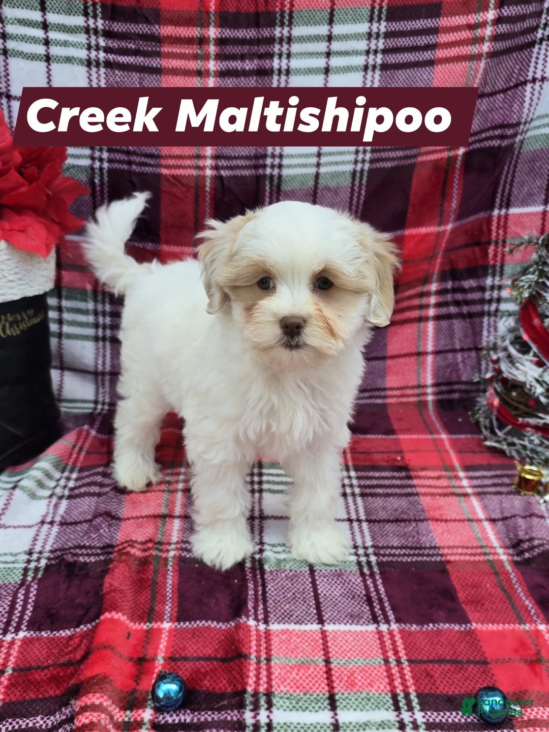 Mixed Breed dogs for sale: Creek - Ad 3