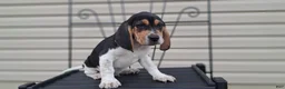Beagle dogs for sale: TRACKER - Ad 5