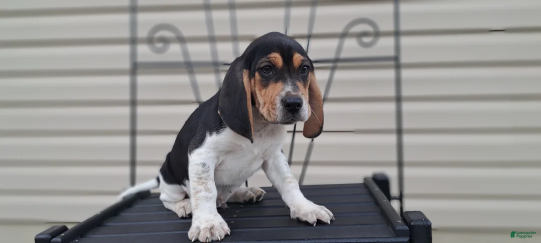 Beagle dogs for sale: TRACKER - Ad 5