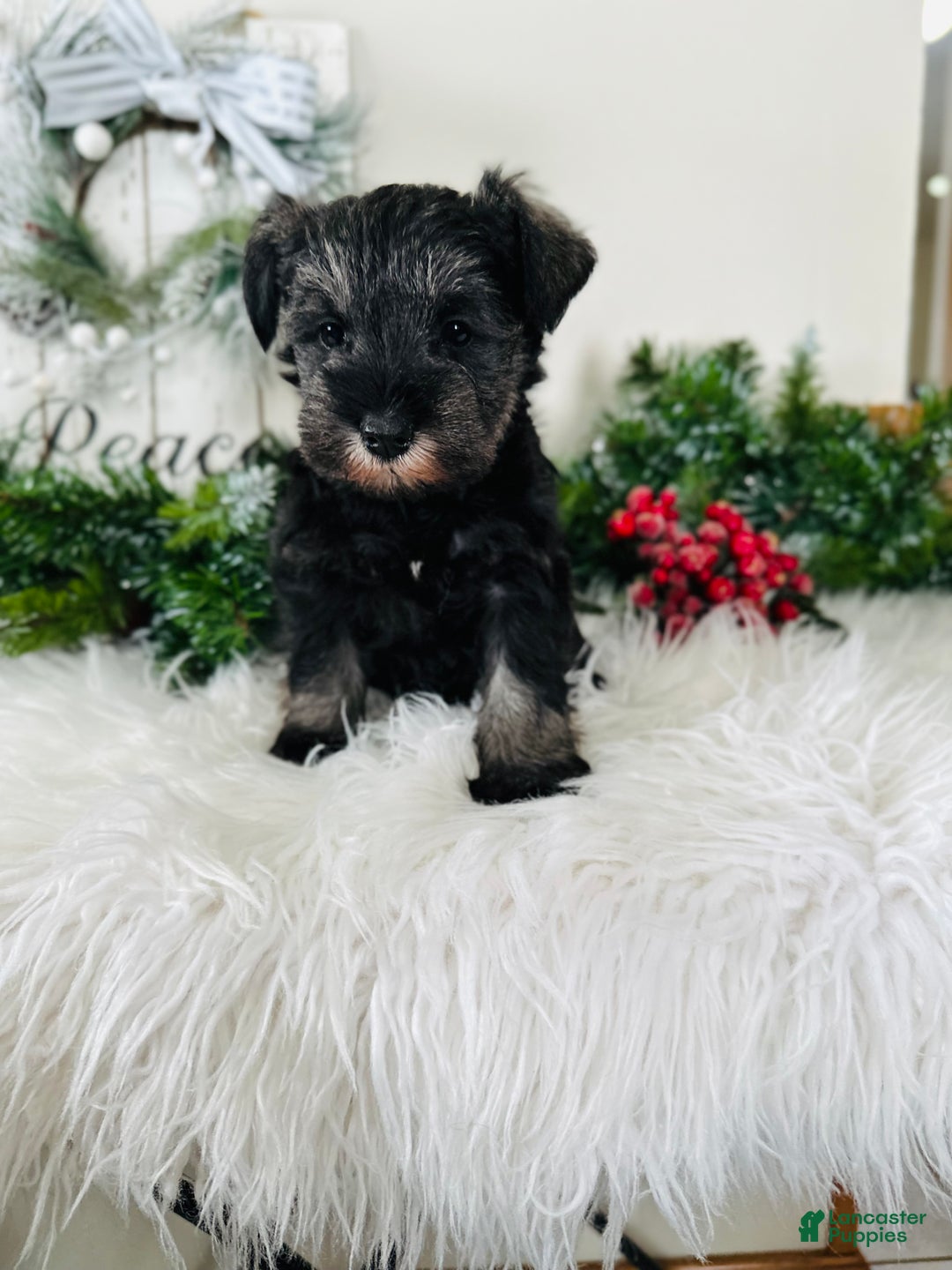 Miniature Schnauzer dogs for sale: Izzy - Ad 7