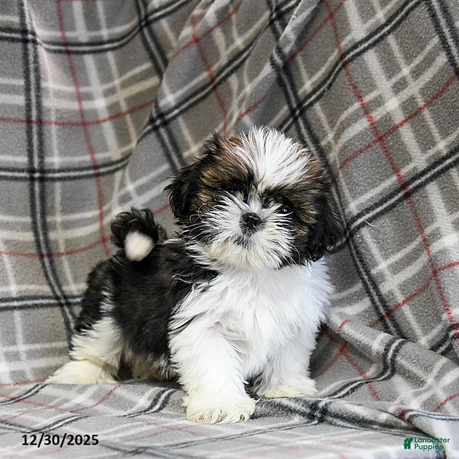 Shih Tzu dogs Mint - Ad 29