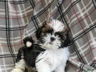 Shih Tzu dogs Mint - Ad 29