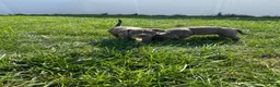 American Bully dogs for sale: American Bully 1 - Ad 3