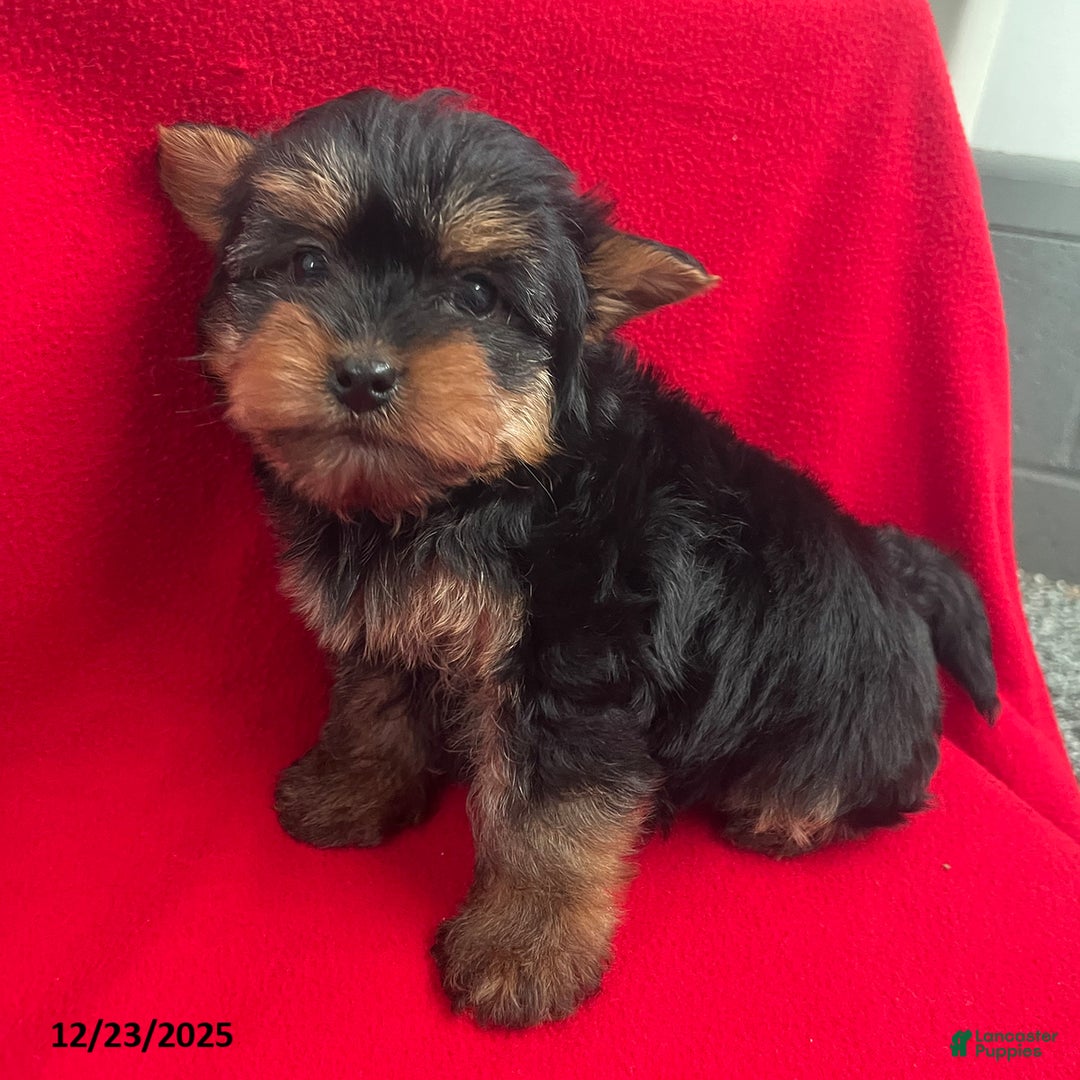 Yorkiepoo dogs for sale: Bentley - Ad 3