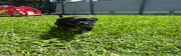 Mixed Breed dogs for sale: Mixed Breed Puppy 4 - Ad 4