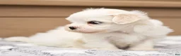 Maltese dogs for sale: Thomas Maltese Puppy - Ad 9