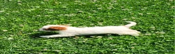 Cavapoo dogs for sale: Panda - Ad 4