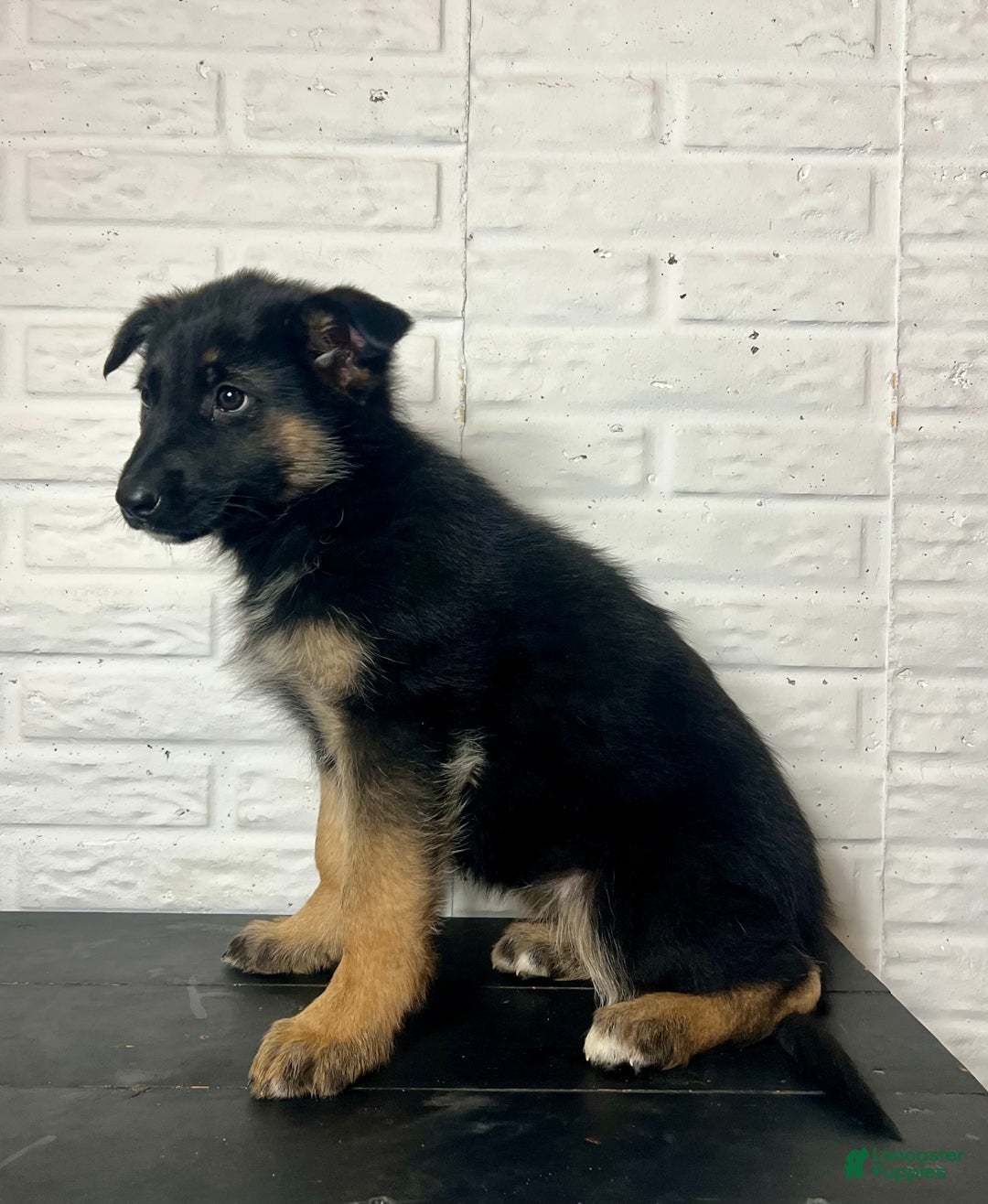 German Shepherd dogs for sale: Dolly - Ad 3