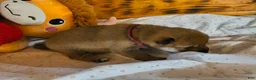 Shiba Inu dogs for sale: Shiba Inu Puppy 1 - Ad 2