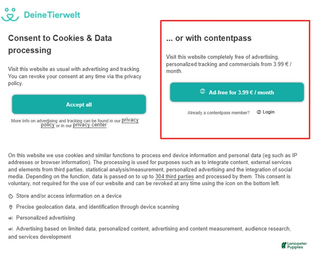 Afghan Hound dogs for sale: Afghan Hound Puppy 1 - Ad 2