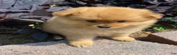 Pomeranian dogs for sale: Pomeranian 5 - Ad 7