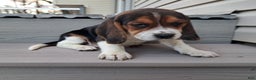 Beagle dogs for sale: HANK - Ad 5