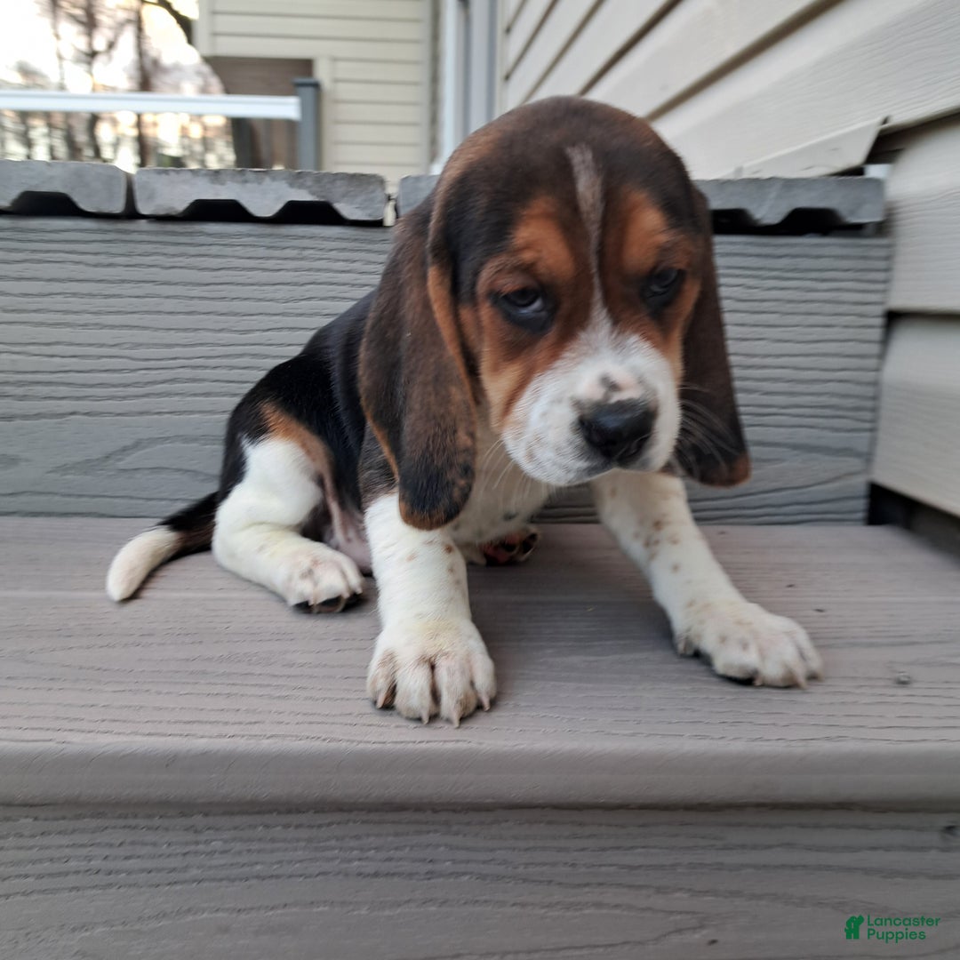 Beagle dogs for sale: HANK - Ad 5