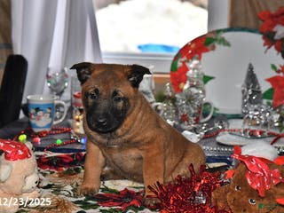Belgian Malinois dogs Ivy - Ad 22