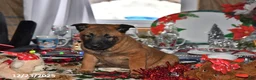 Belgian Malinois dogs for sale: Ivy - Ad 6