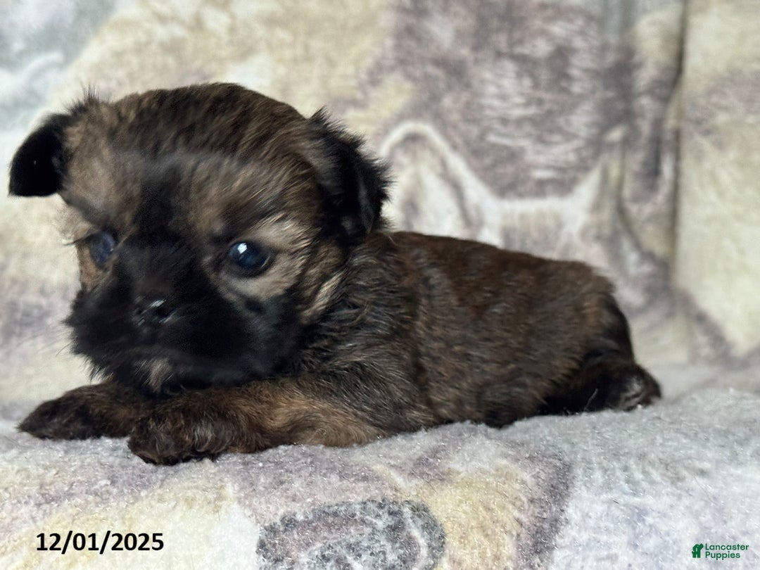 Shorkie dogs for sale: Benny - Ad 5