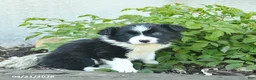 Border Collie dogs for sale: Calico  - Ad 3