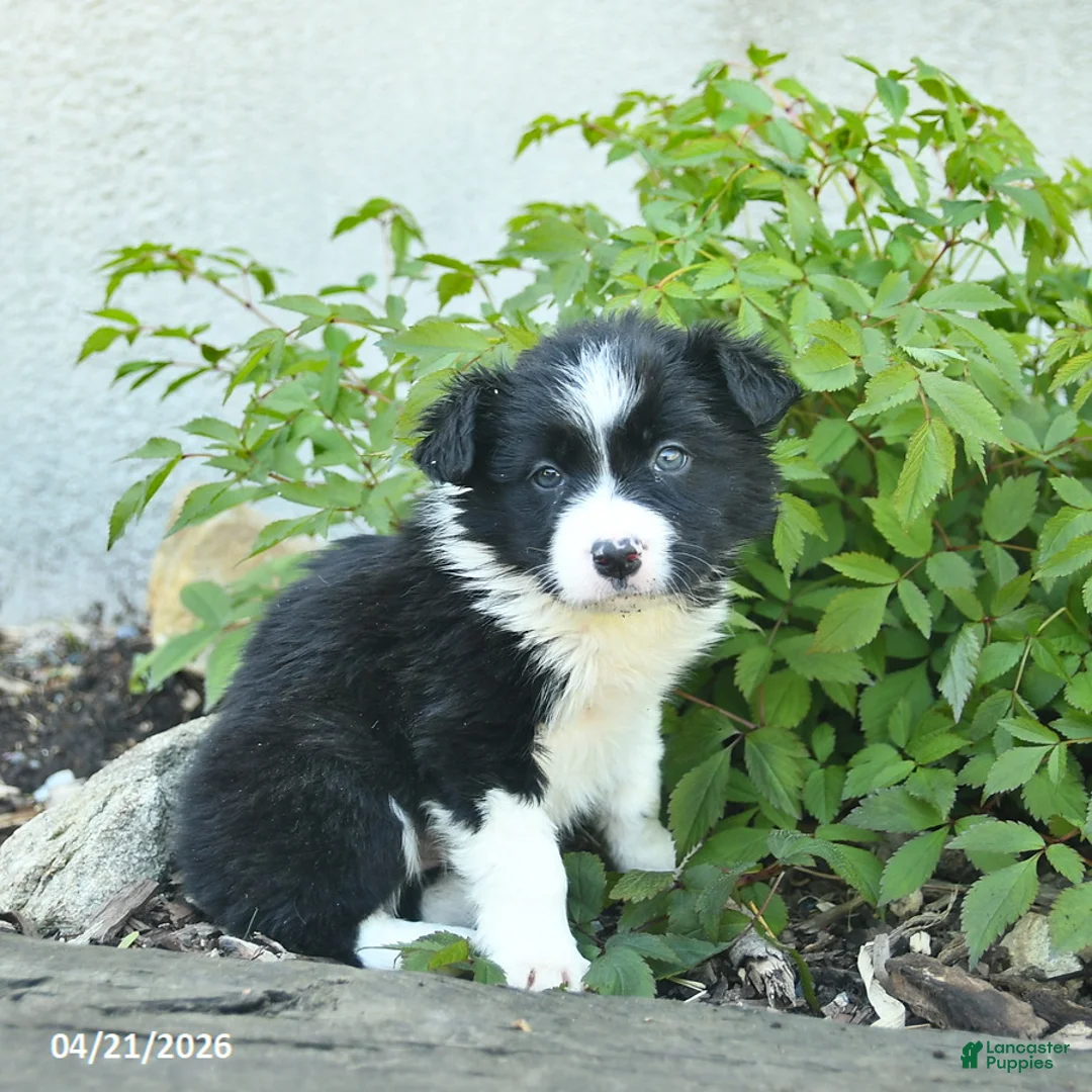 Border Collie dogs for sale: Calico  - Ad 3