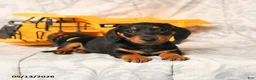 Miniature Dachshund dogs for sale: Larry - Ad 4