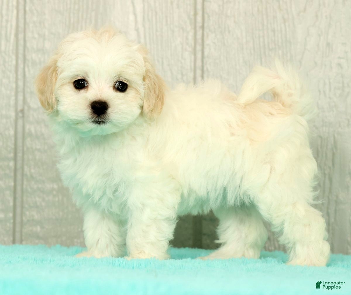 Maltese dogs Betsy - Ad 1