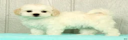 Maltese dogs for sale: Betsy - Ad 1