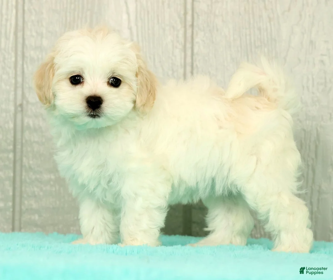 Maltese dogs for sale: Betsy - Ad 1