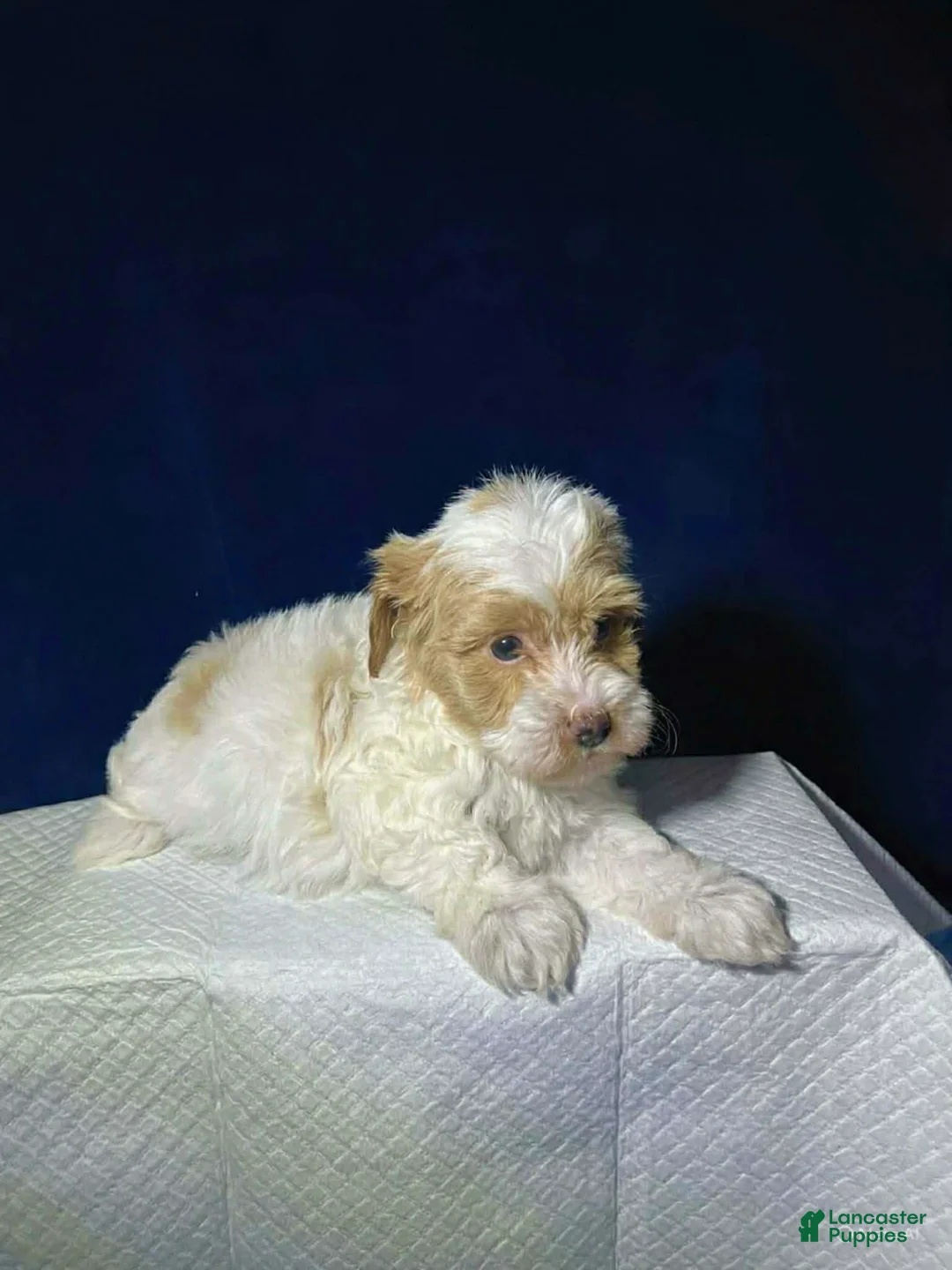 Shihpoo dogs for sale: Biscuit  - Ad 2