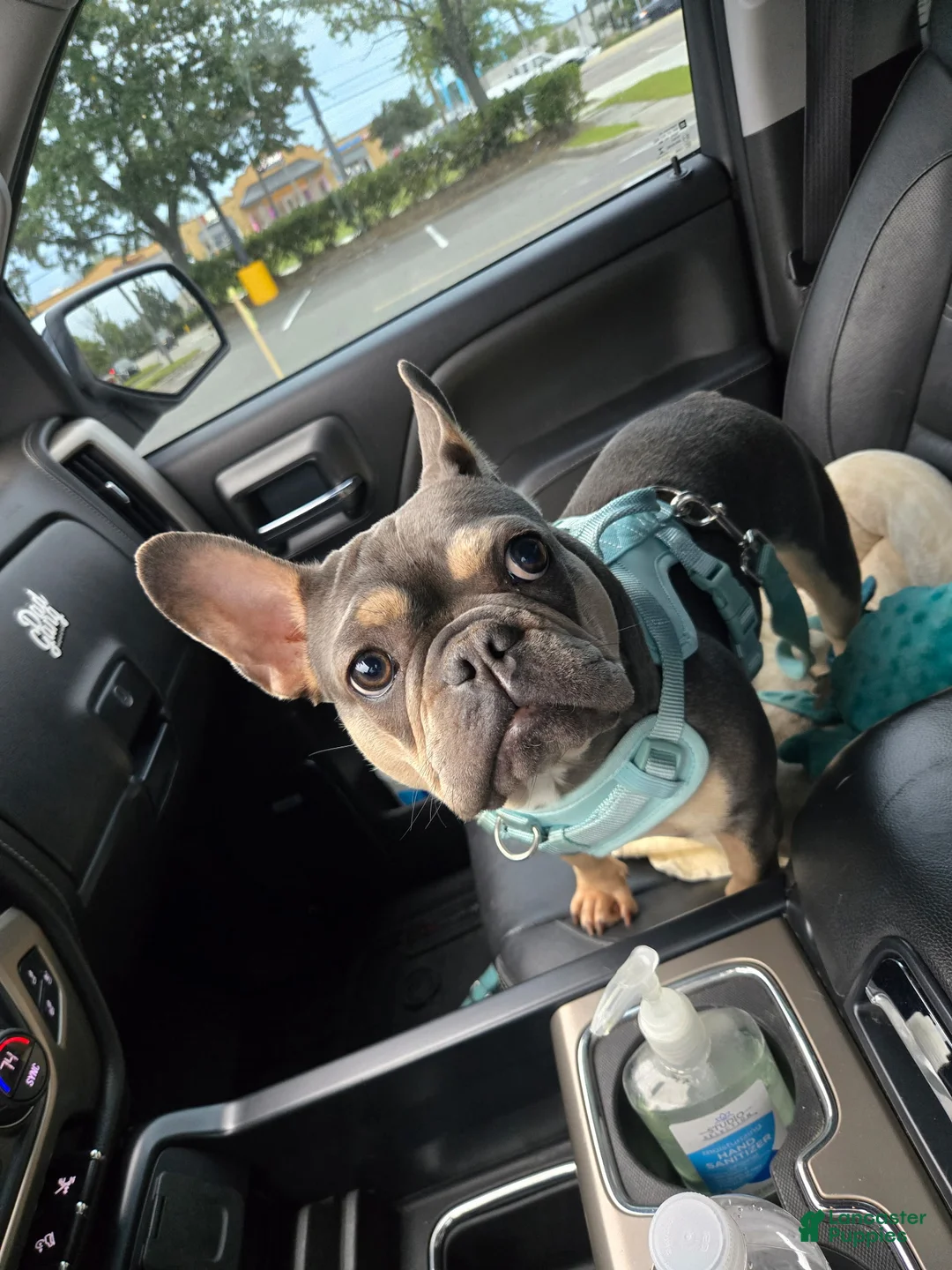 French Bulldog dogs for sale: French Bulldog 2 - Ad 1
