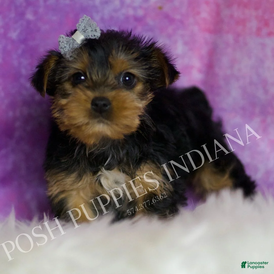 Yorkshire Terrier dogs for sale: Zuma - Ad 5
