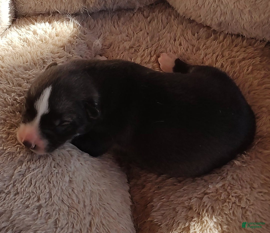 Siberian Husky dogs for sale: Siberian Husky Puppy 2 - Ad 3