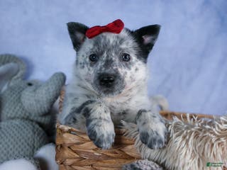 Mixed Breed dogs DAWN - Ad 31