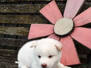 Shiba Inu dogs Sasha - Ad 27