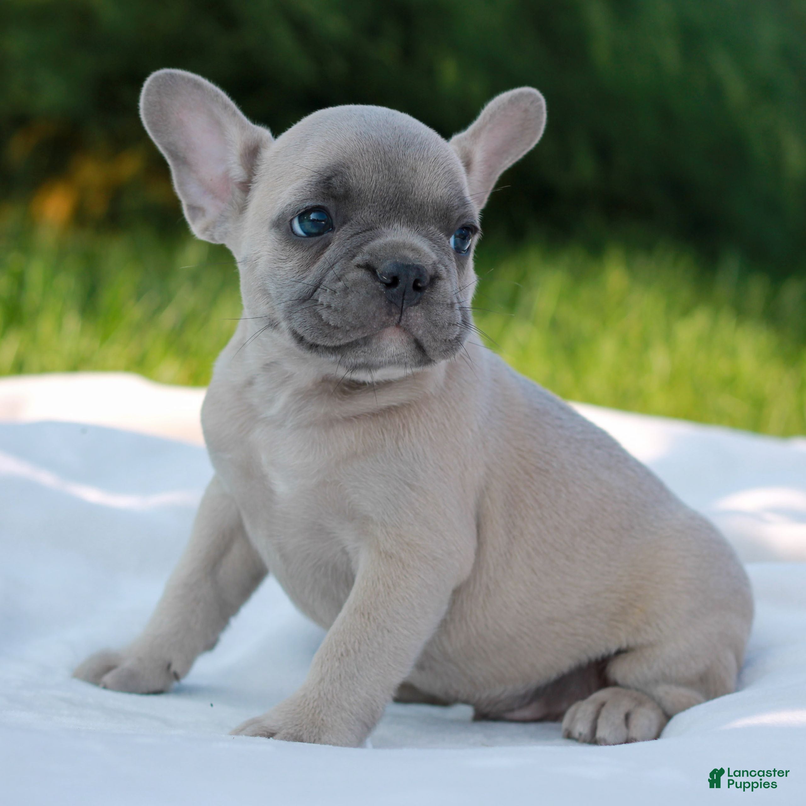 French Bulldog dogs Luke  - Ad 2