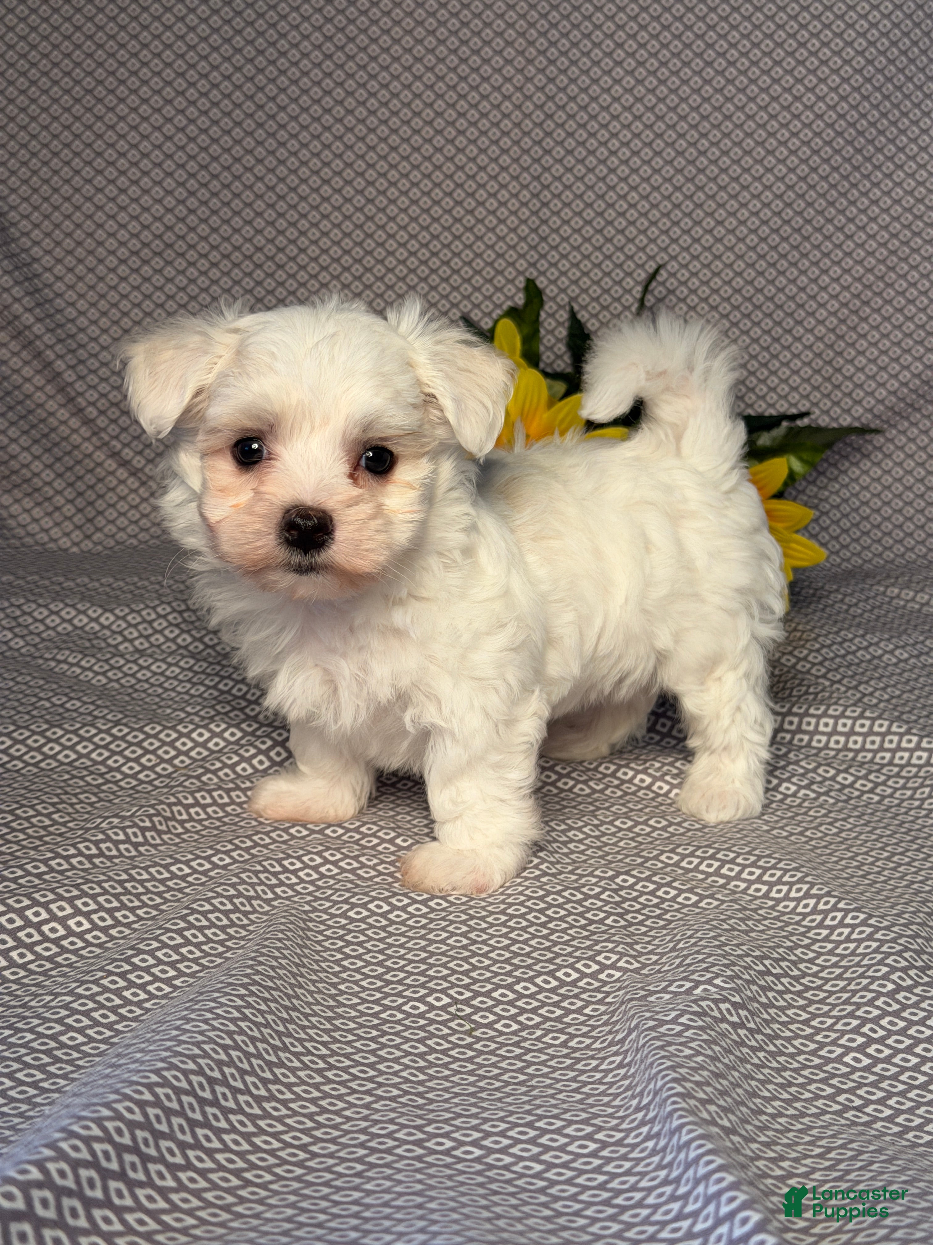 Maltese dogs Rocky - Ad 2