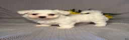 Maltese dogs for sale: Rocky - Ad 2