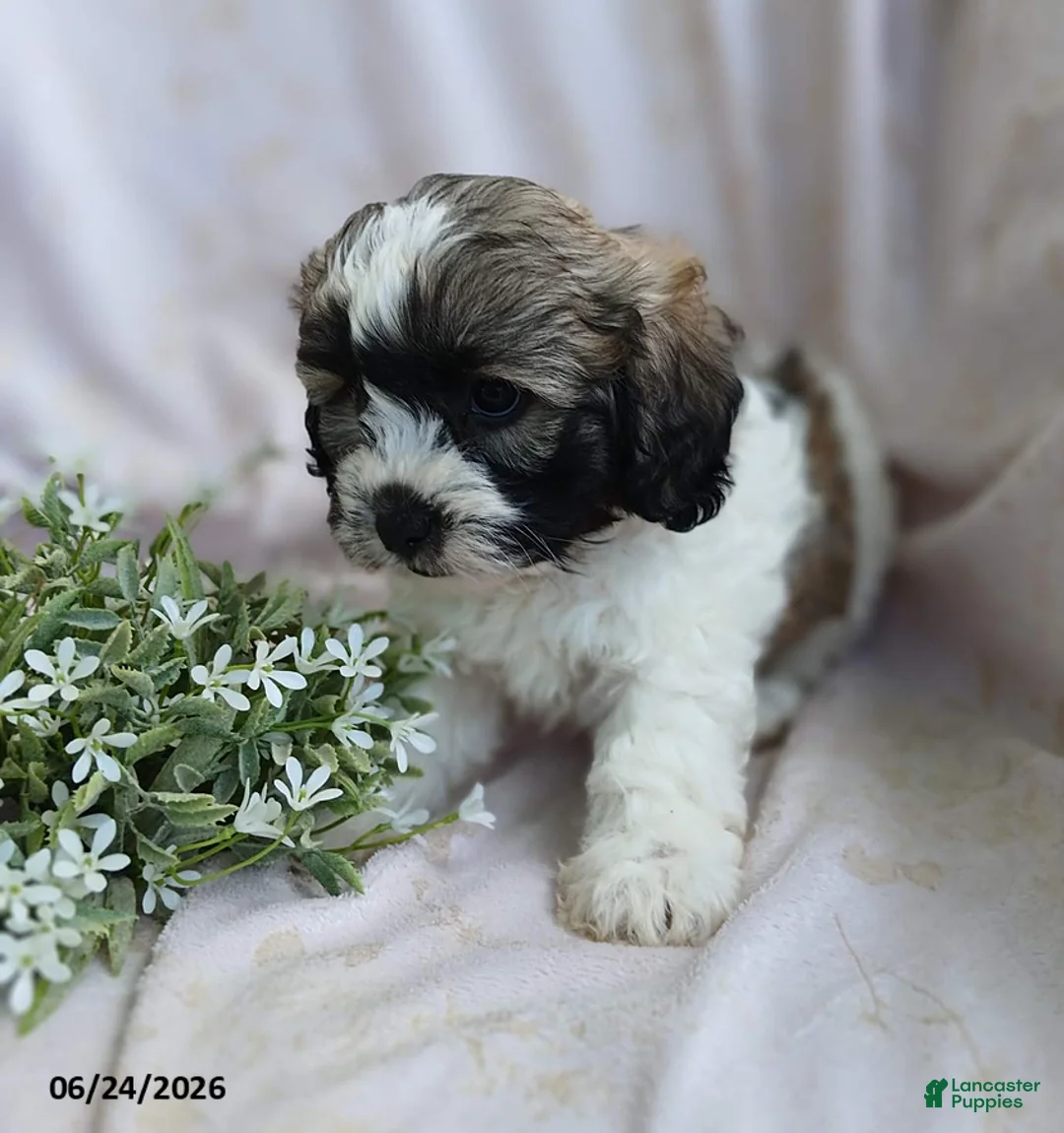 Teddy Bear dogs for sale: Ellis - Ad 7