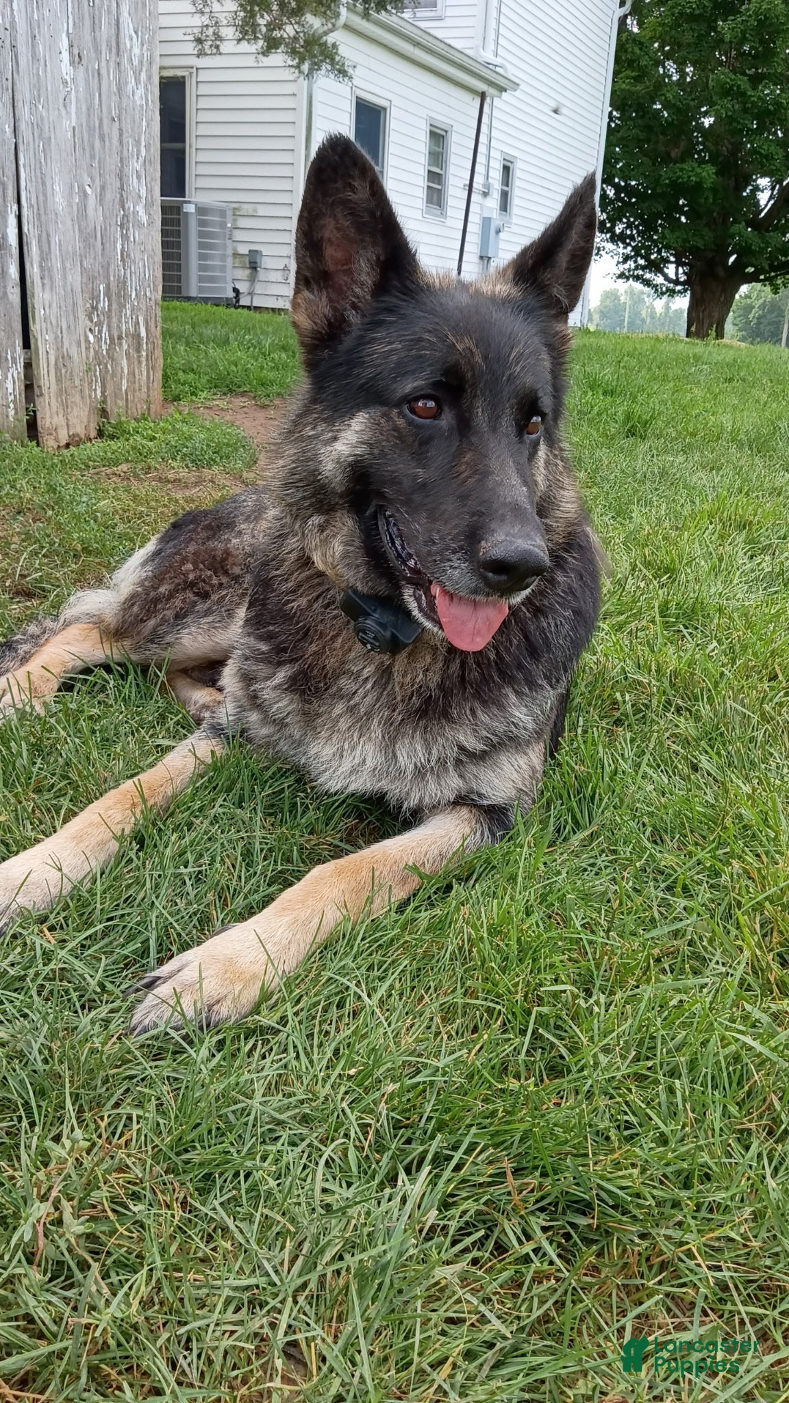 German Shepherd dogs Champ  - Ad 2