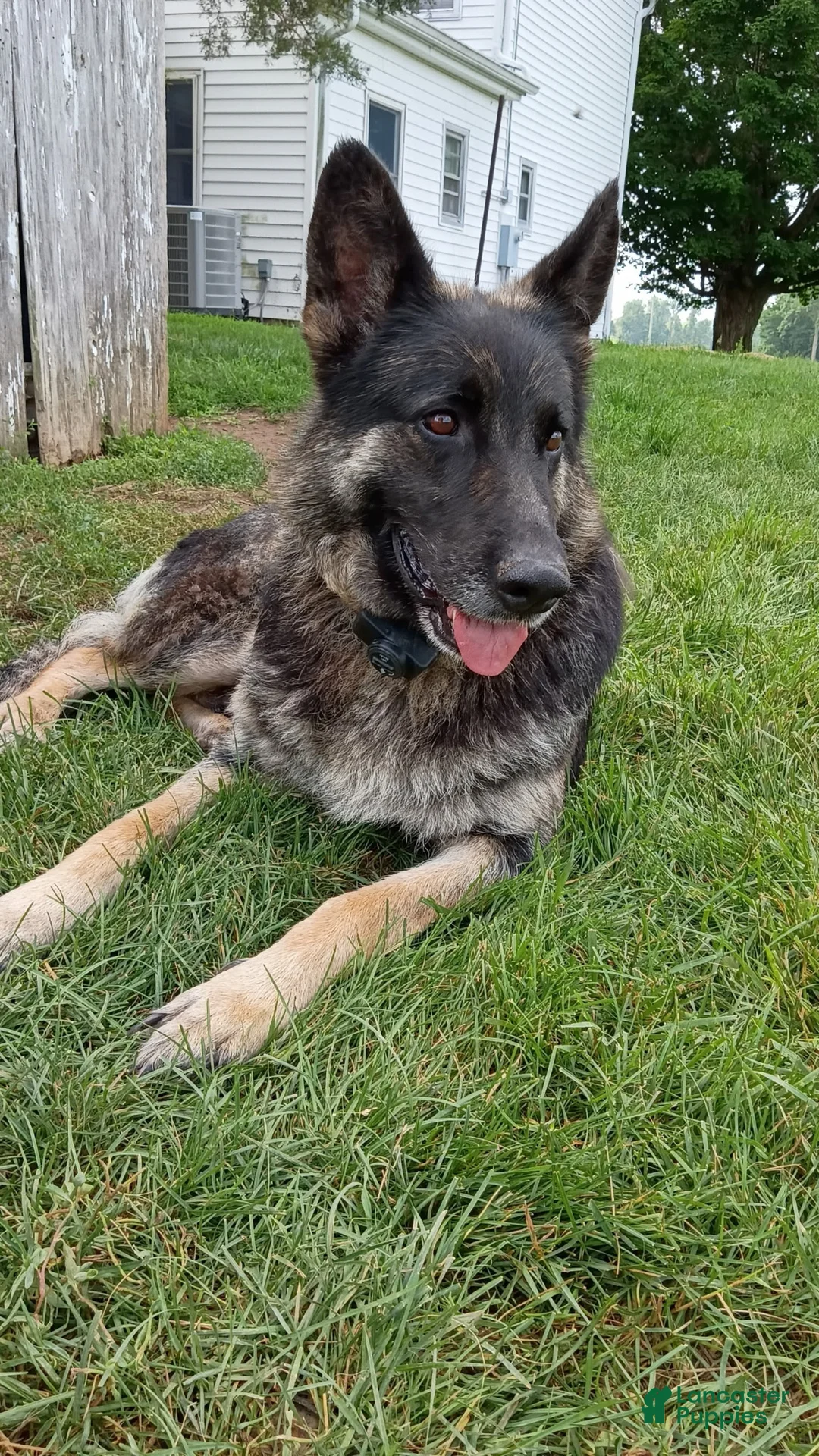 German Shepherd dogs for sale: Shadow - Ad 2