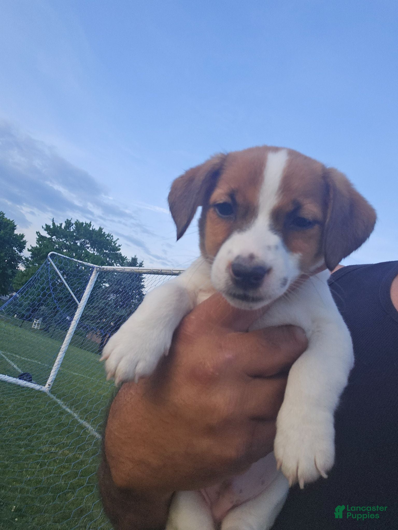 Jack Russell Terrier dogs Jack Russell Terrier 1 - Ad 2