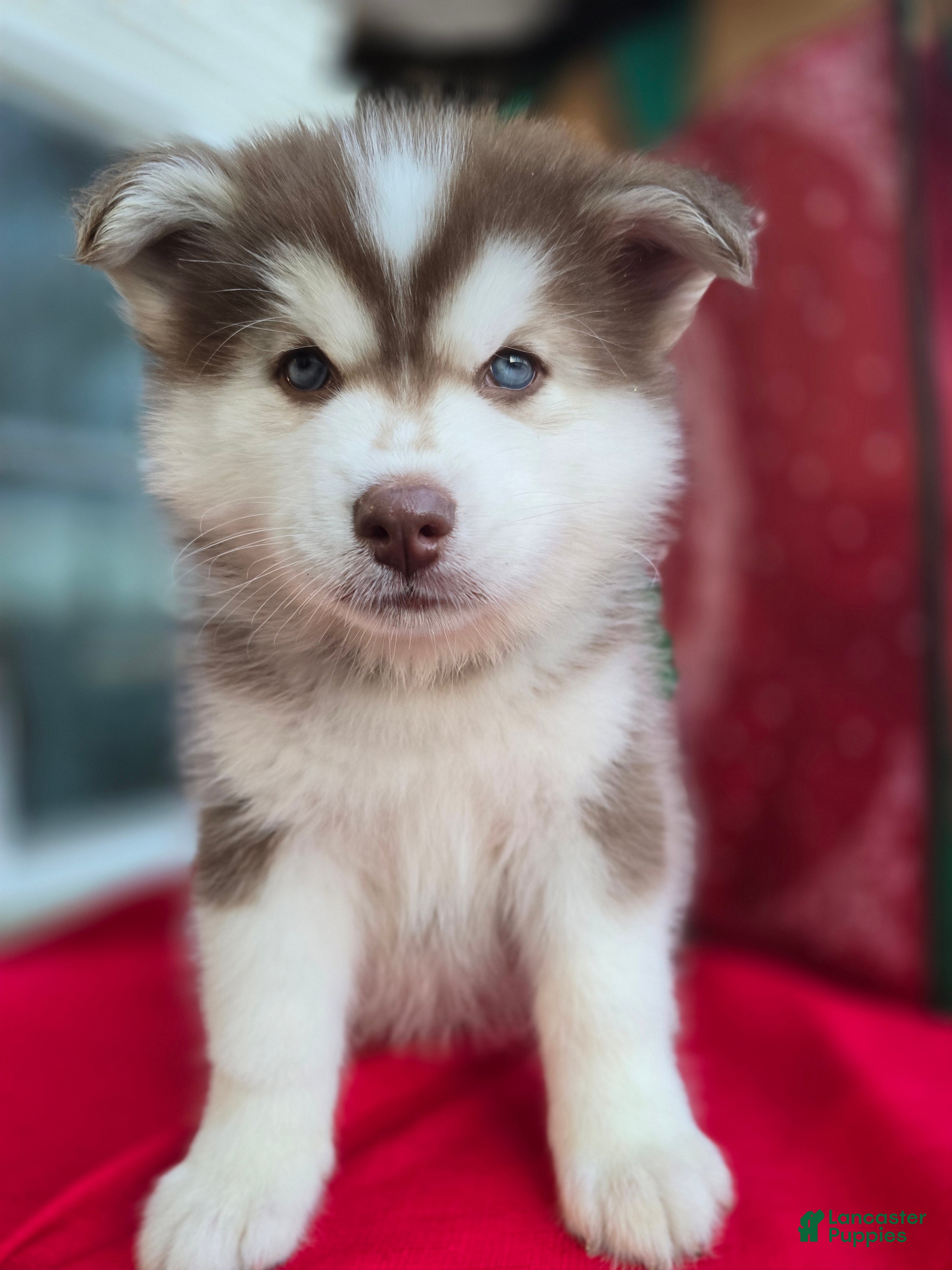Pomsky dogs Wolf - Ad 6