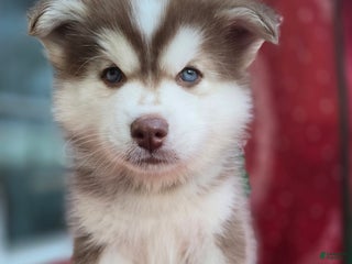 Pomsky dogs Wolf - Ad 6